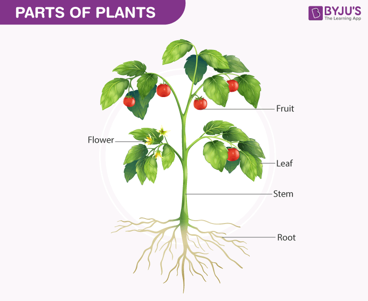 Parts Of Plants